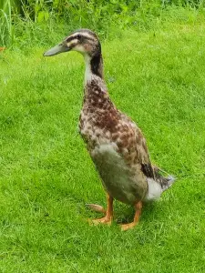 Allet 05 Indische Loopeend